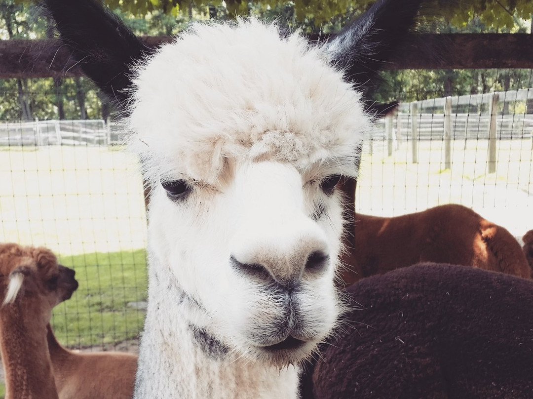 Faraway Farm Alpacas景点图片
