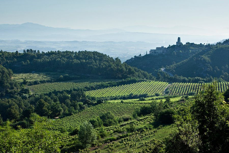 Olive Batllori Winery景点图片