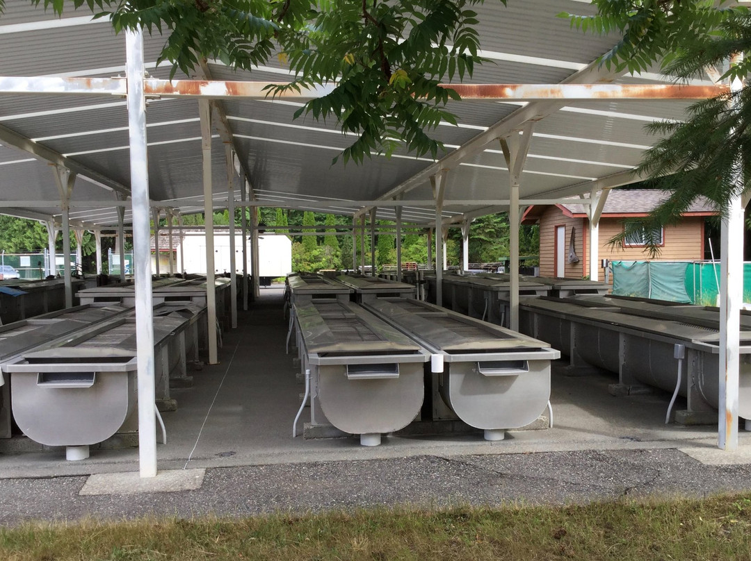 Chehalis River Salmon and Trout Enhancement Facility-阿加斯市必去景点
