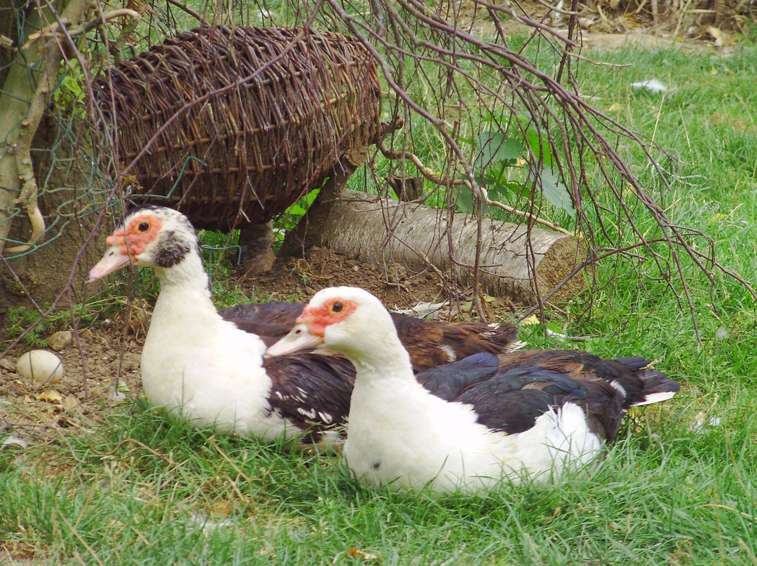 Les Canards de la Germaine主图