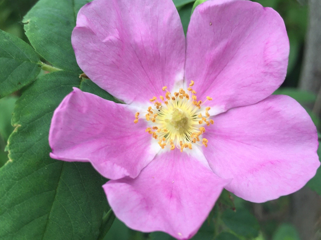 Fish Creek Community Forest-Fort St. John必去景点