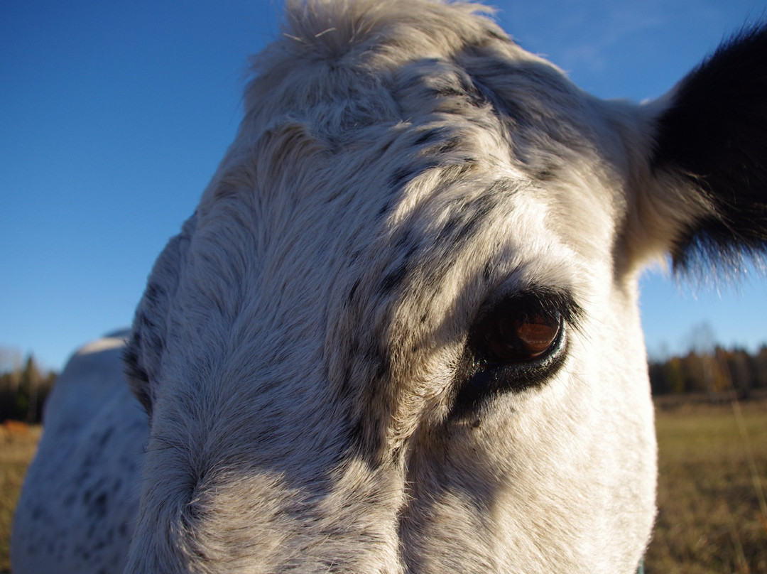 Orsundsbro旅游攻略图片