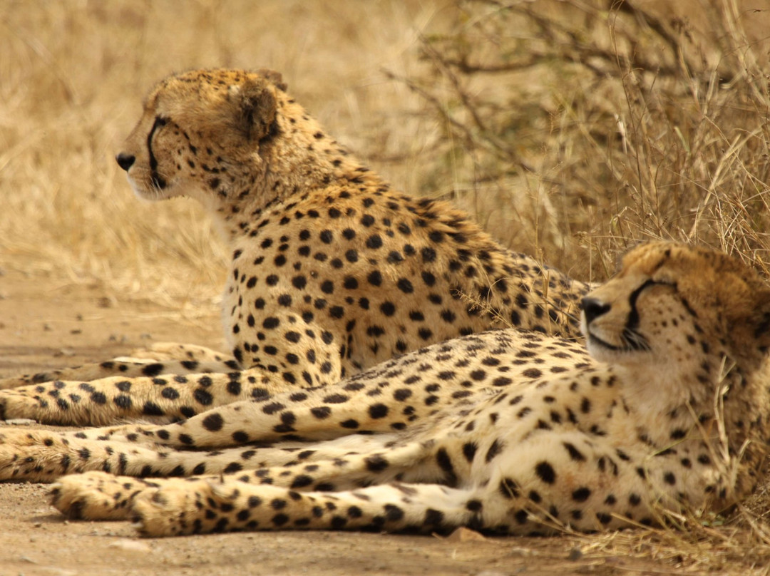 Little 5 Safaris-霍德斯普鲁特必去景点