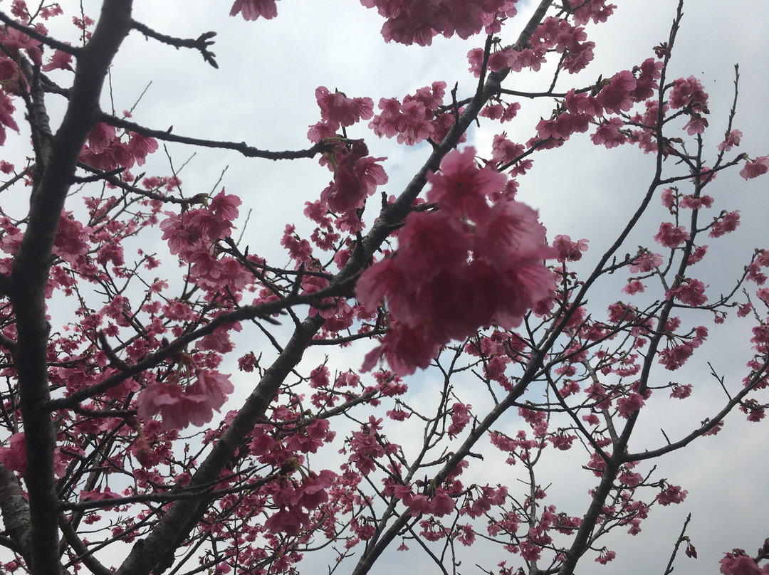 Nago Cherry Blossom Matsuri-名护市必去景点