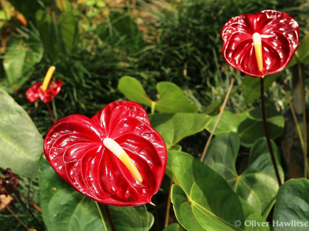 La Misere Exotics Garden Centre景点图片