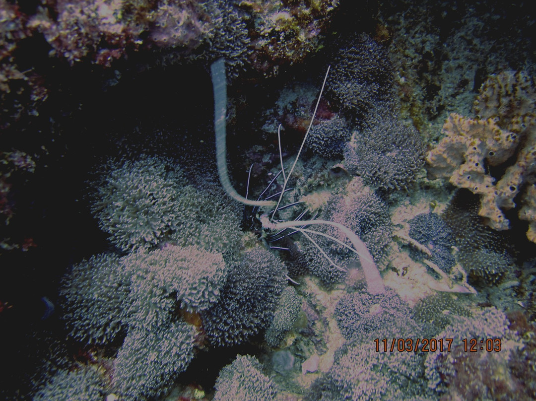 Taprobane Divers景点图片