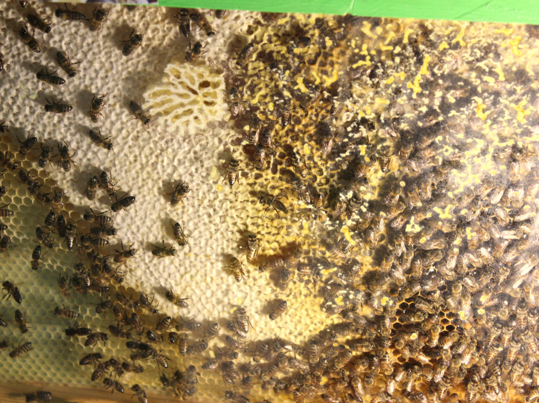 Le Rucher du Marandou-Saint-Avit-de-Vialard必去景点