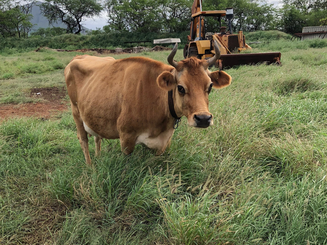 Naked Cow Dairy Farm & Creamery-怀厄奈必去景点