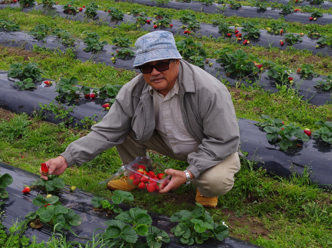 Kareelah Berry Farm景点图片