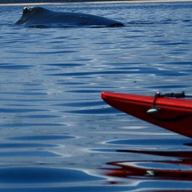 Ocean Adventure Sea Kayaking景点图片