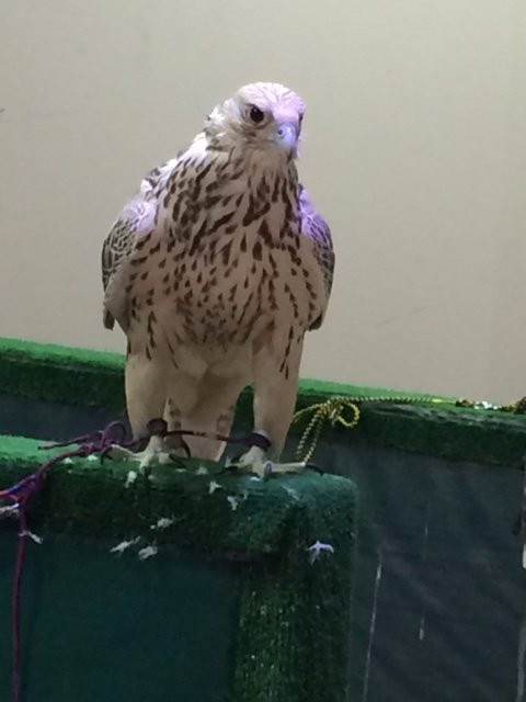 Falcon Museum-迪拜必去景点