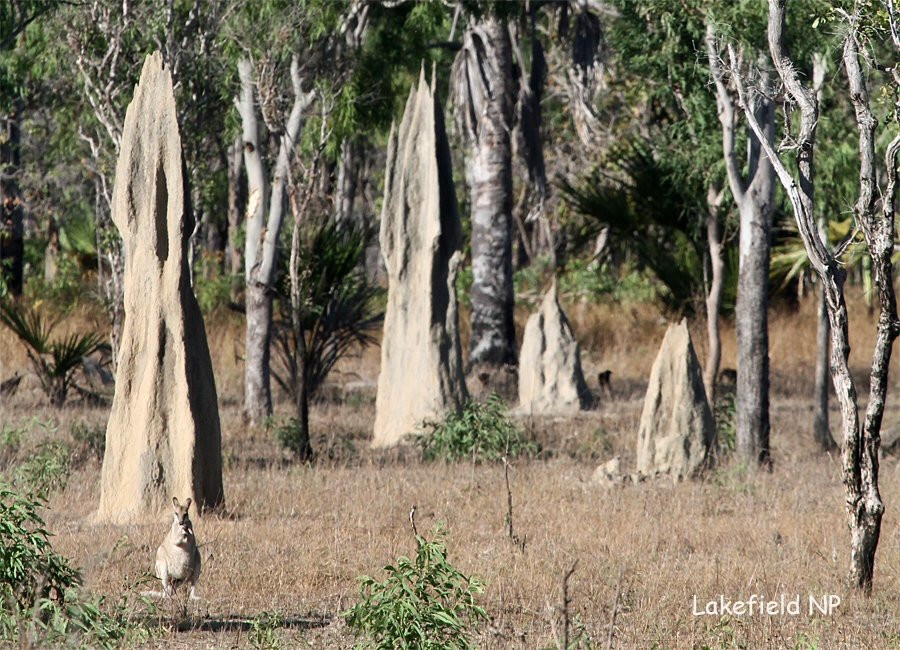 Rinyirru (Lakefield) National Park-Laura必去景点