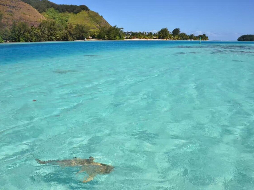 Moorea Miti Tours-莫雷阿岛必去景点