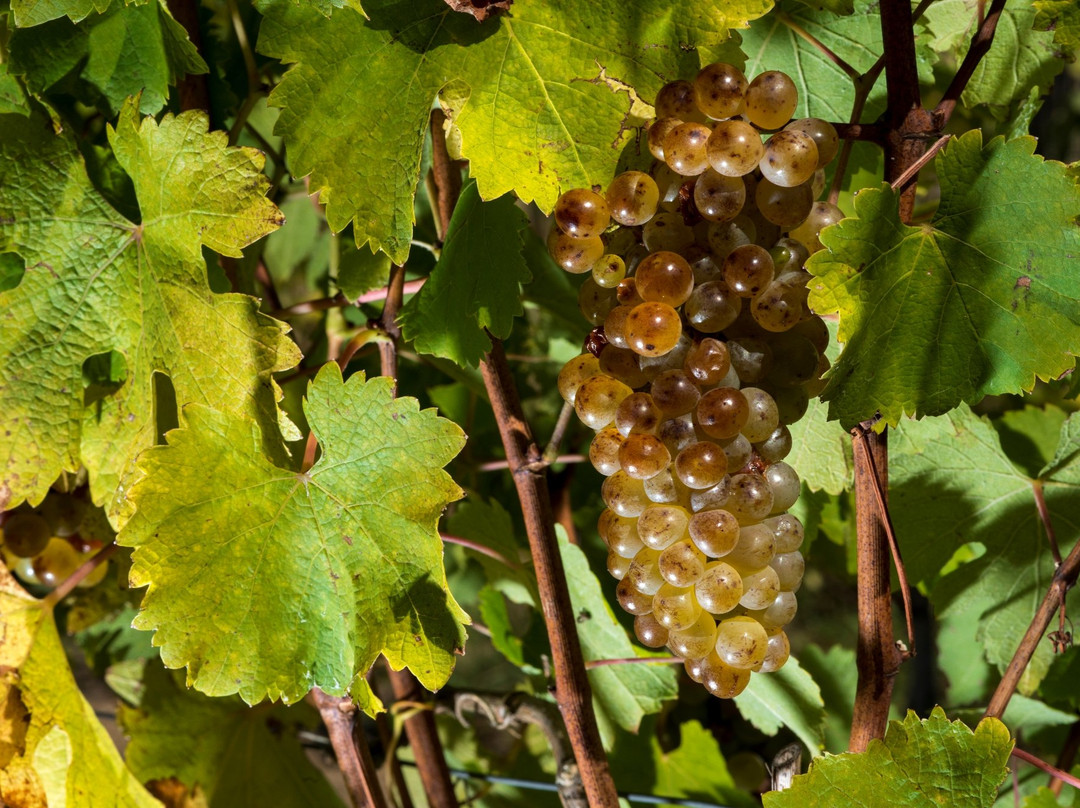 Domaine Des Deux Arcs-Martigne-Briand必去景点