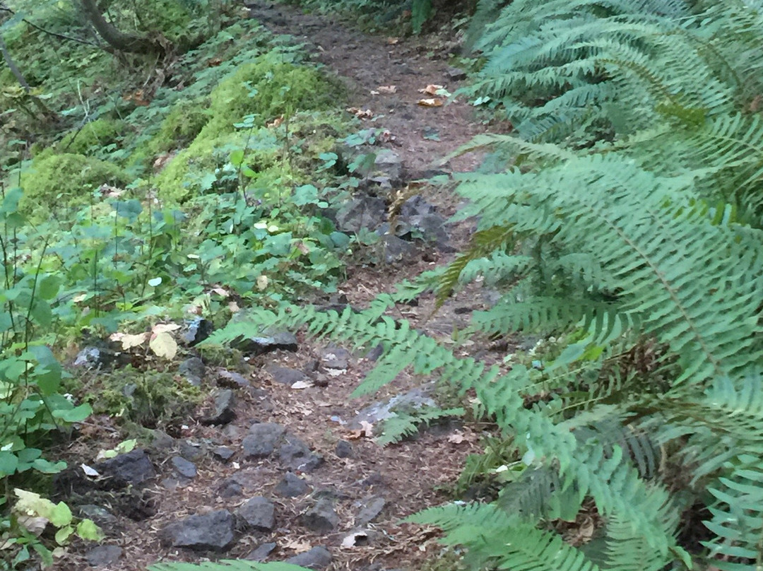 Dry Creek Falls Hike-Cascade Locks必去景点
