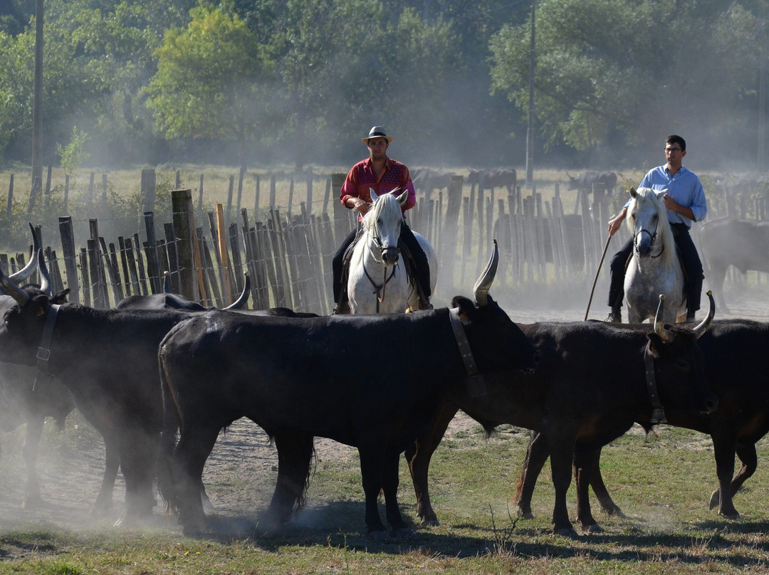Manade Blanc-阿尔勒必去景点