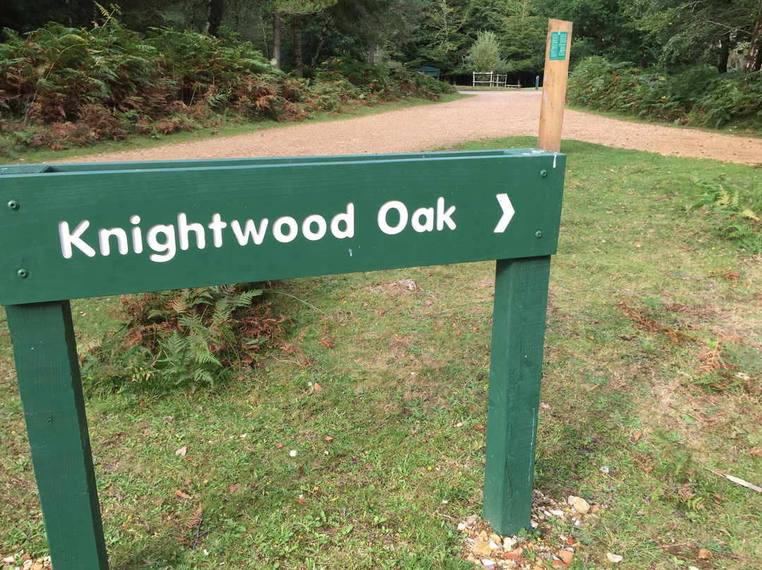 Knightwood Oak Tree景点图片