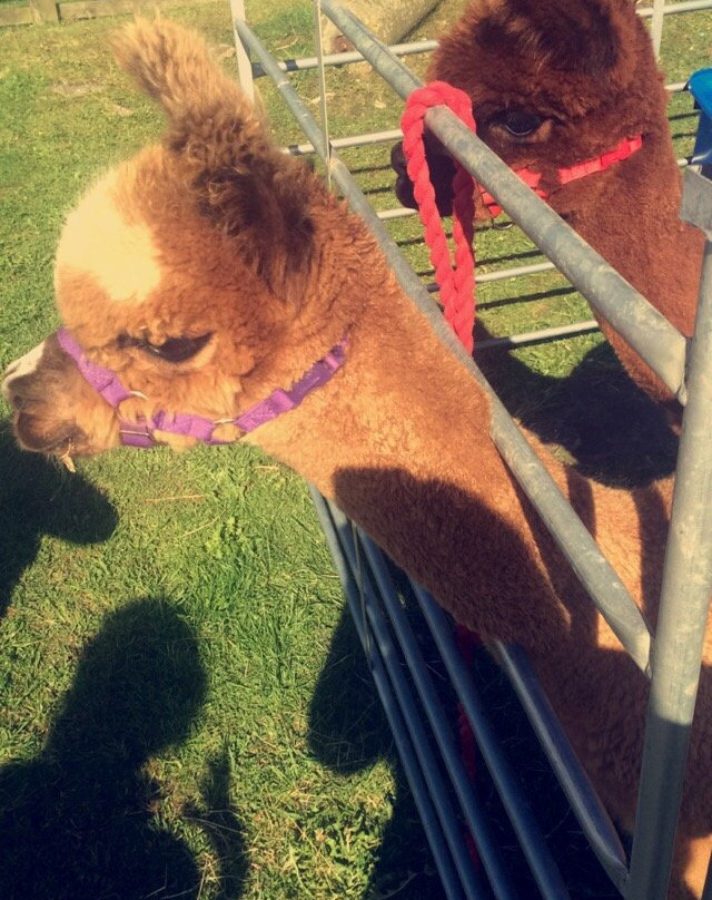 North Star Alpacas-Crook必去景点
