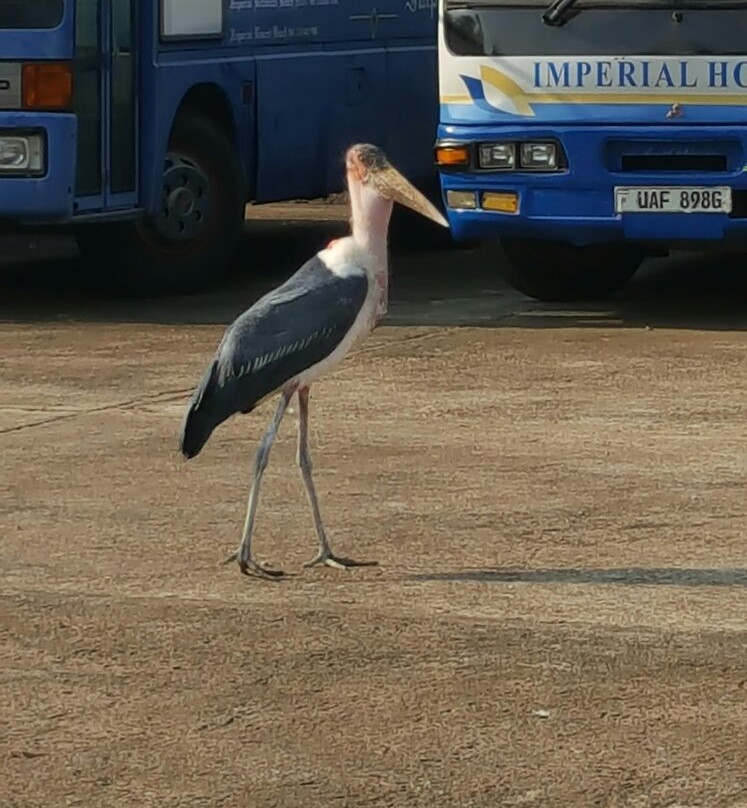 Airport Transfers-恩德培必去景点