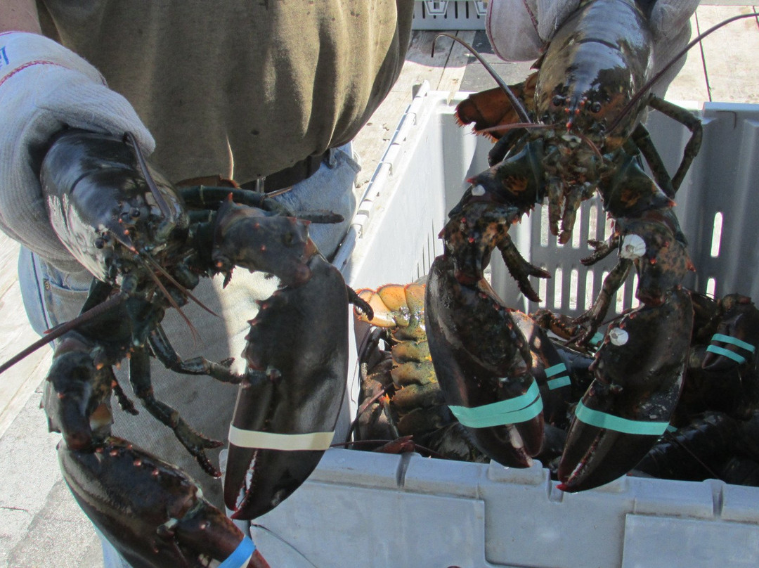 Stonington Lobster CO-OP景点图片
