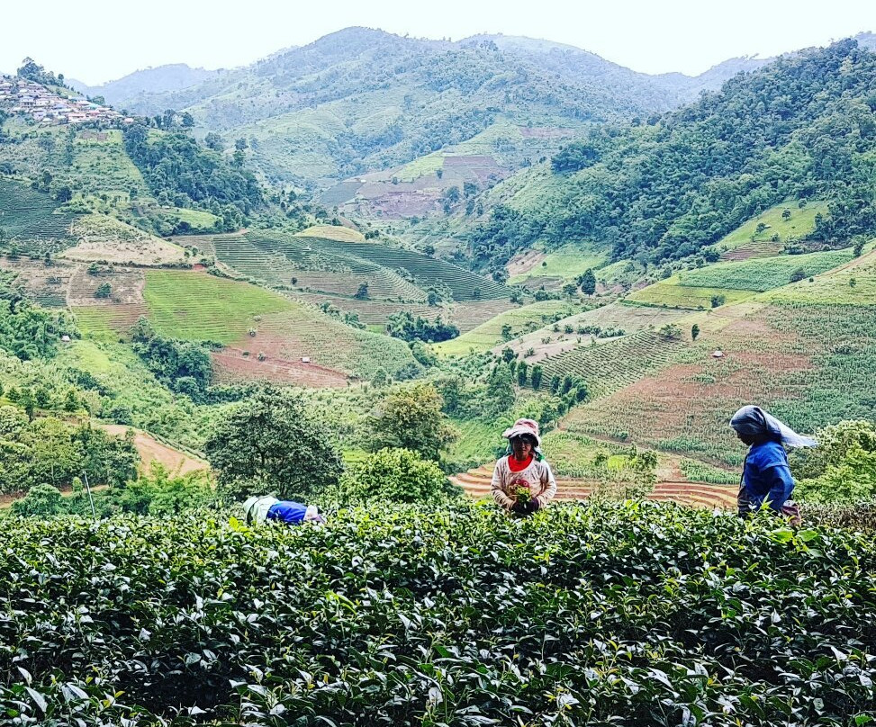 Tea Plantations-美斯乐必去景点
