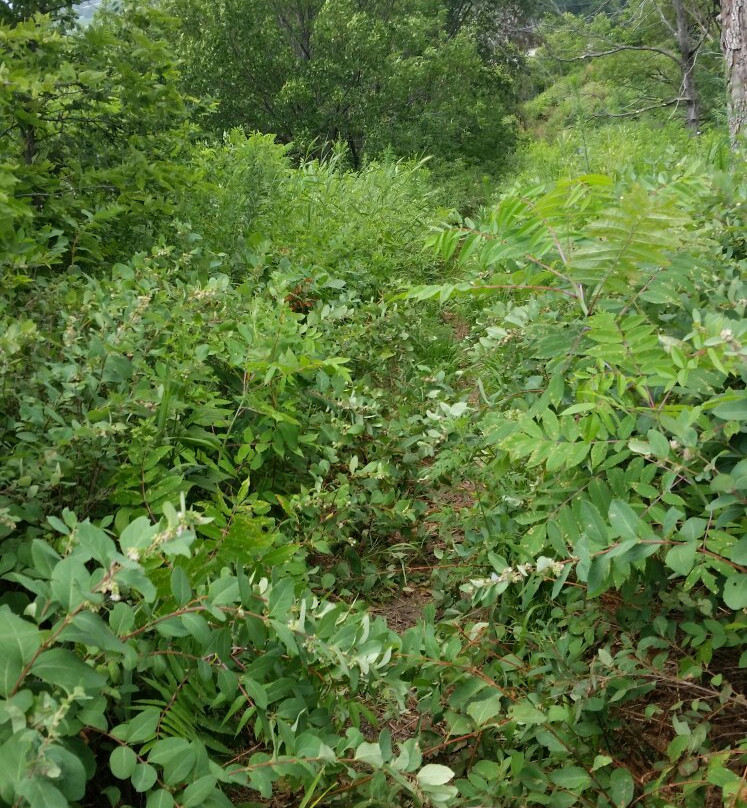 First Brides Grave-苏城必去景点