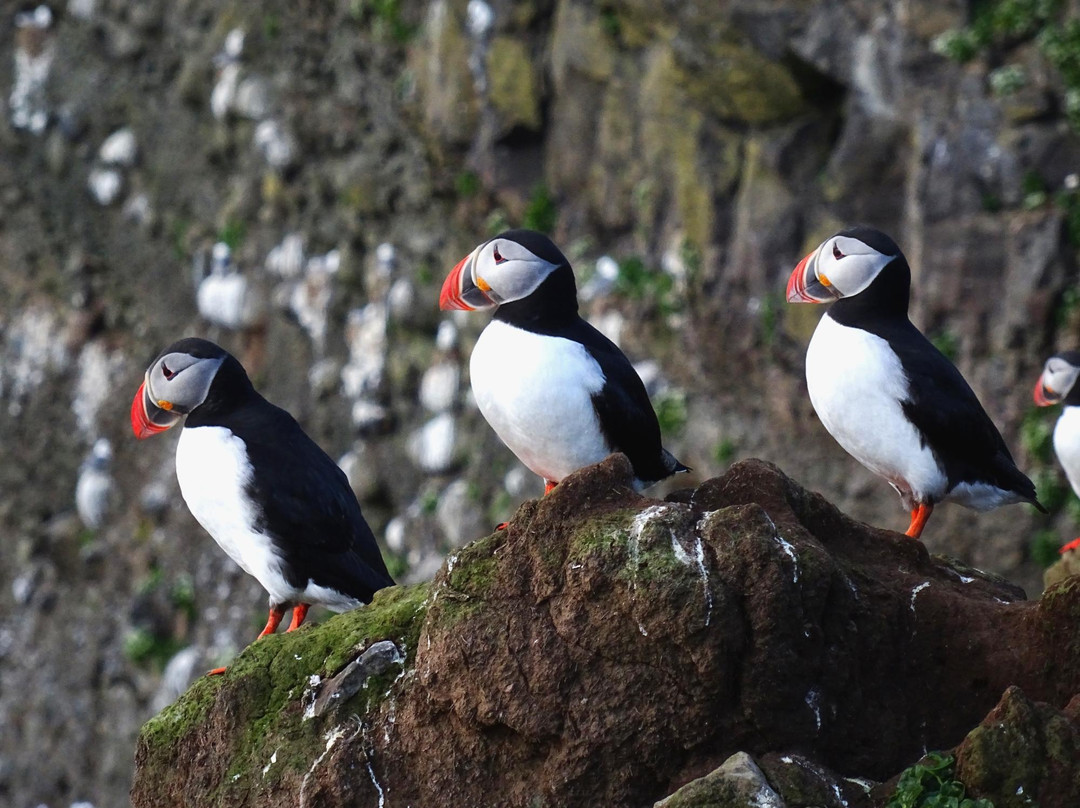 Guesthouse Basar主图