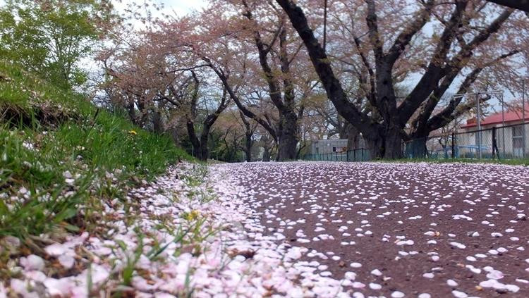 Aobagaoka Park-森町必去景点