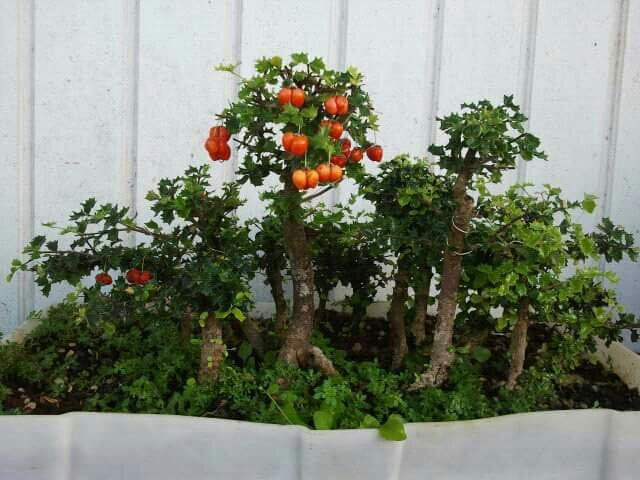 Central Texas Bonsai Exhibit at Jade Gardens-Wimberley必去景点