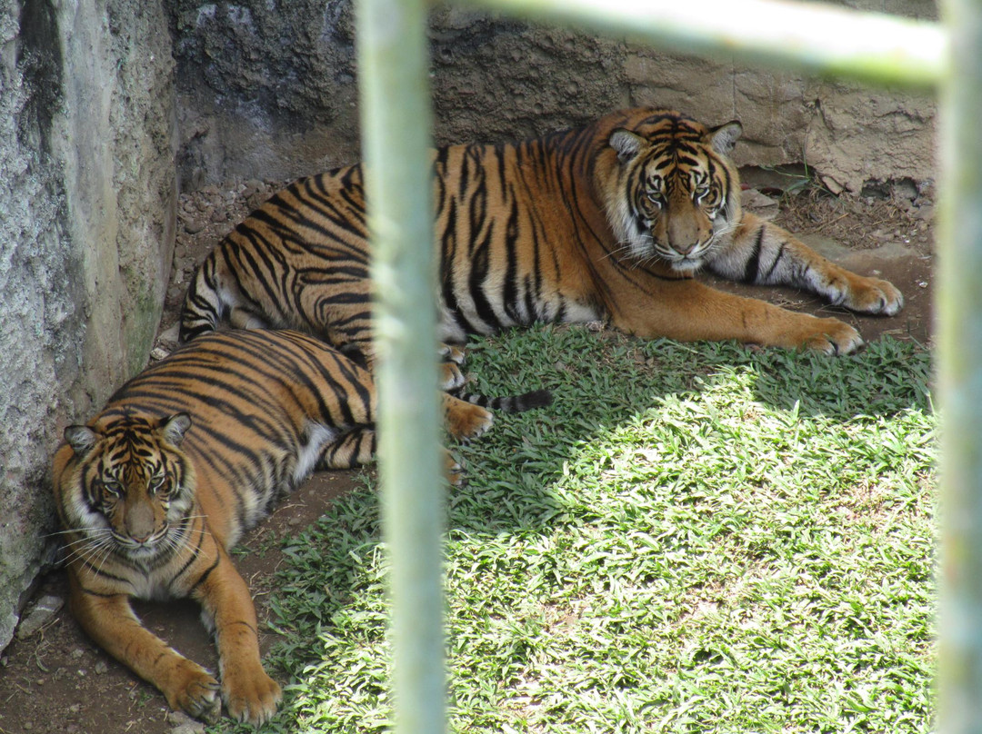 Wildlife Cultural Park Kinantan-武吉丁宜必去景点