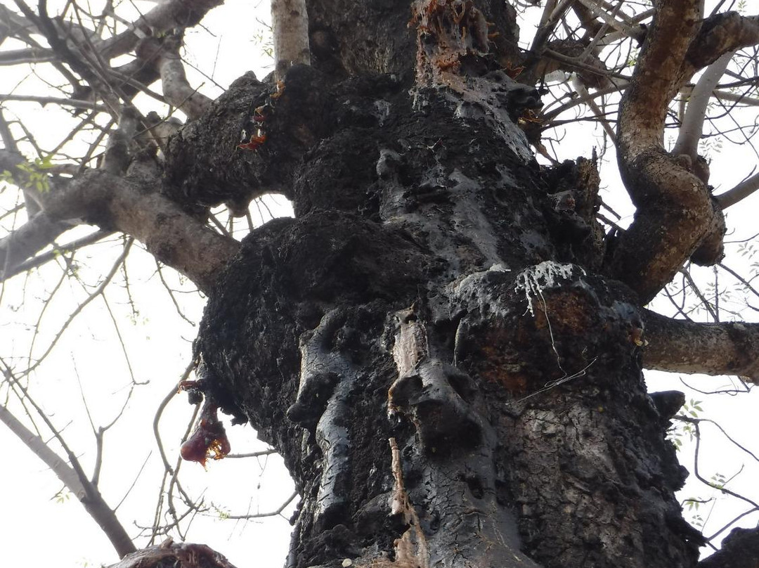 Speelwijk Fortress-西冷必去景点