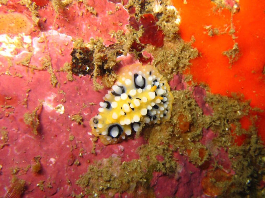 Ushitsukiiwa-松崎町必去景点