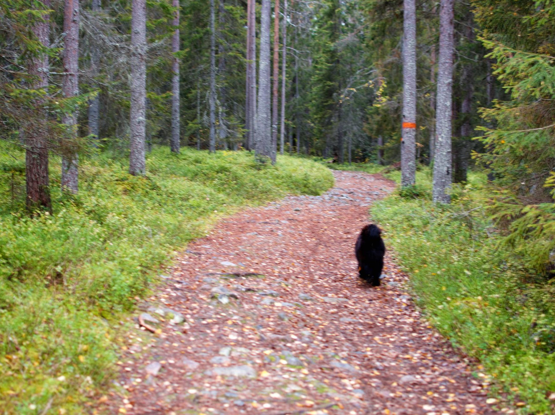 Balingeberget Nature Reserve-Luleå必去景点