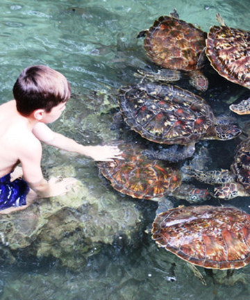 Mnarani Marine Turtles Conservation Pond景点门票图片