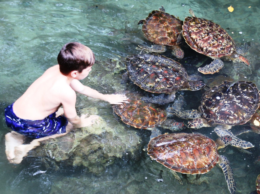 Mnarani Marine Turtles Conservation Pond景点图片