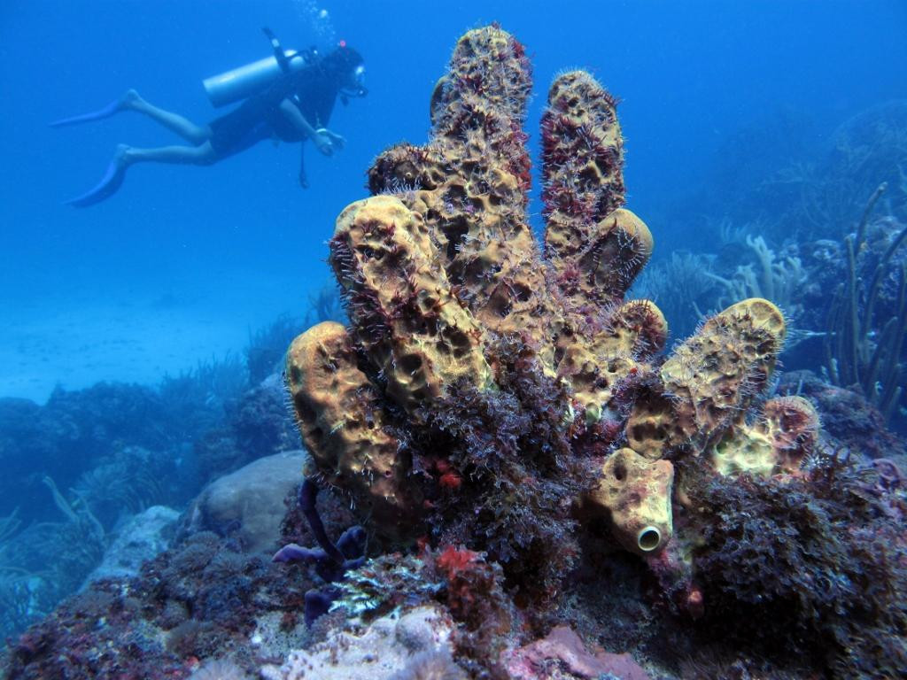 Black Rock Divers Tobago-Black Rock必去景点