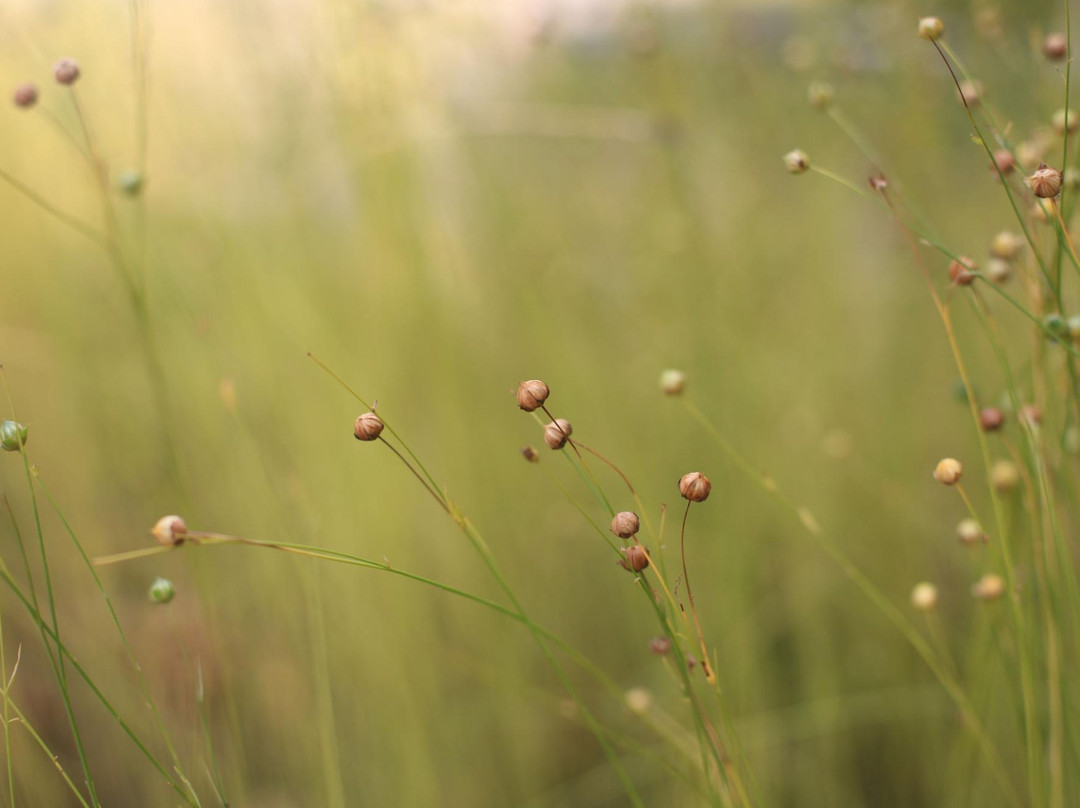 Museum of Kostroma Linen Manufactory-科斯特罗马必去景点