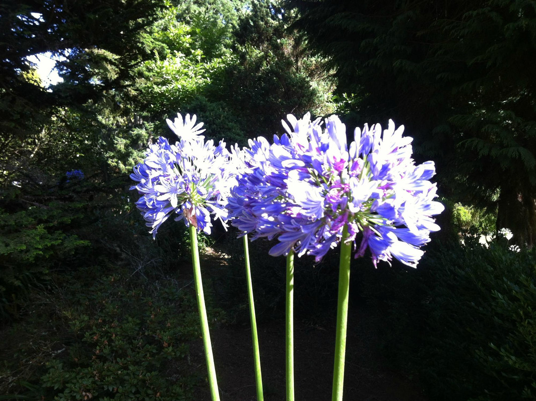 Quinta da Junta Garden