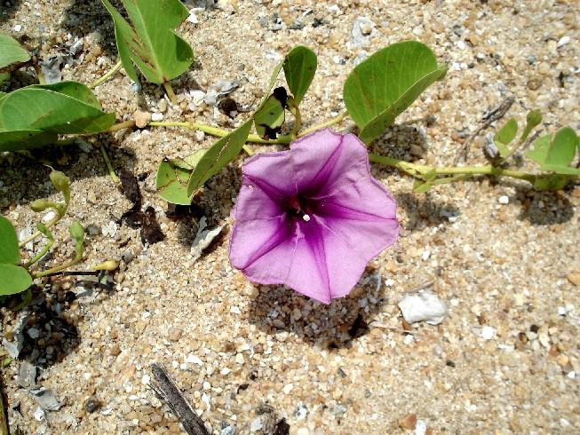 Pantai Sabak-哥打巴鲁必去景点