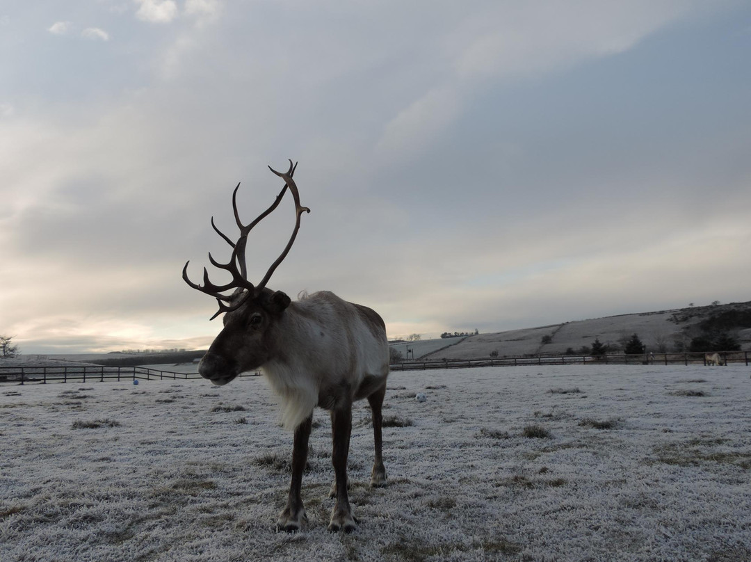 Ythanbank Reindeer-Ellon必去景点