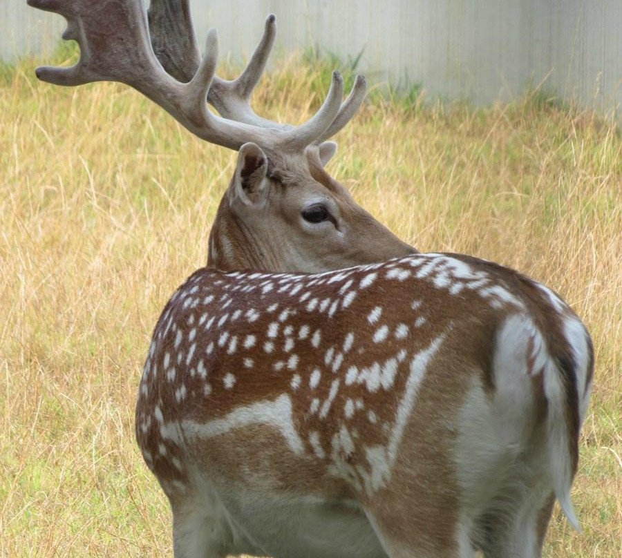 Parc animalier Rene CANIVENC (Le Moulineau)景点图片