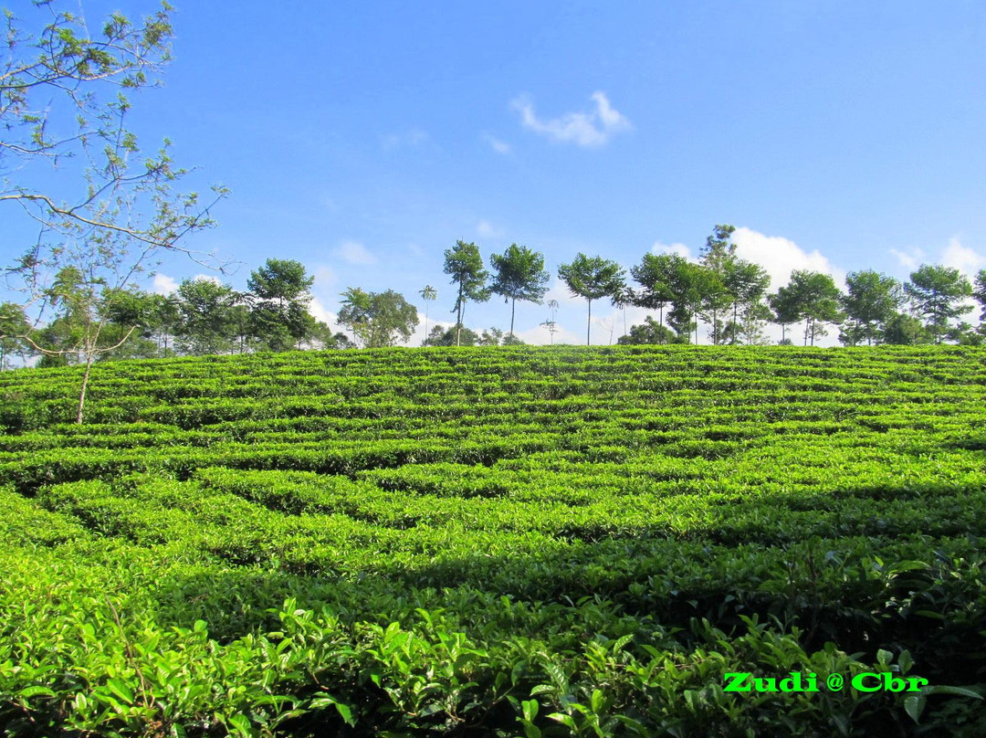 Tanjung Sari Tea Garden景点图片