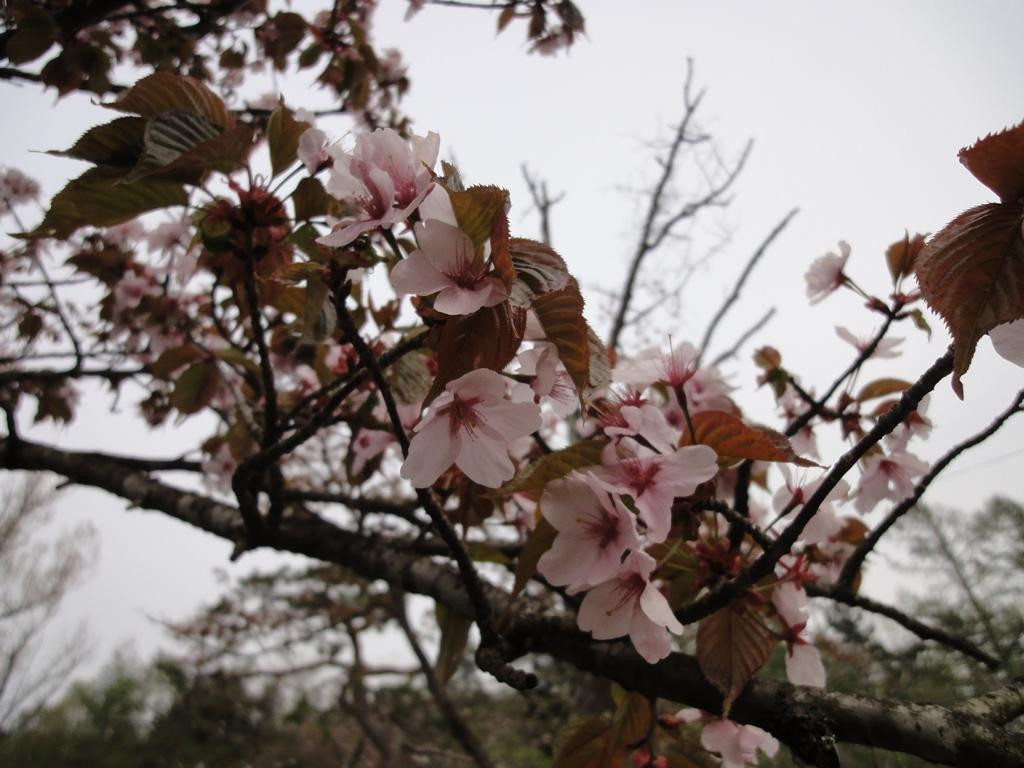 Tomei Park-美呗市必去景点