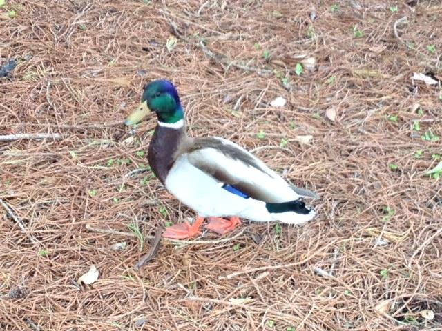 Foxtail South Golf Course-Rohnert Park必去景点