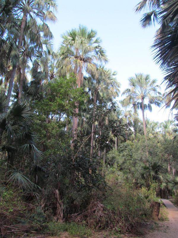 Elsey National Park-Mataranka必去景点