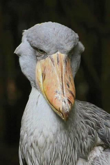 Bahr El Jebel Safaris - Day Tours-Juba必去景点