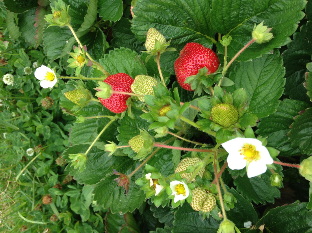 廷布恩旅游景点-Berry World