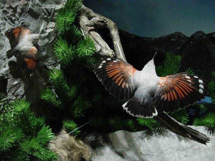 Naturmuseum Salzkammergut - Treffpunkt Natur-Ebensee am Traunsee必去景点