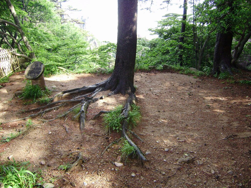 黄山植物大观园-黄山市必去景点