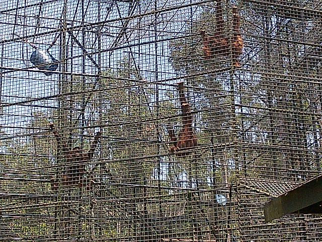 Kawasan Arboretum Nyaru Menteng-帕朗卡拉亚必去景点
